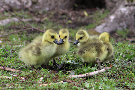 Goslings