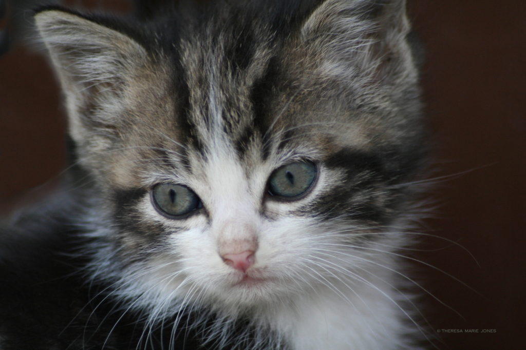 Cute as a Kitten - ID: 15816781 © Theresa Marie Jones