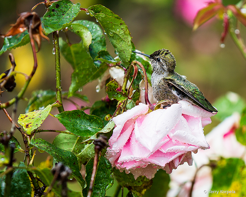 Anna's Hummingbird - ID: 15816873 © Terry Korpela