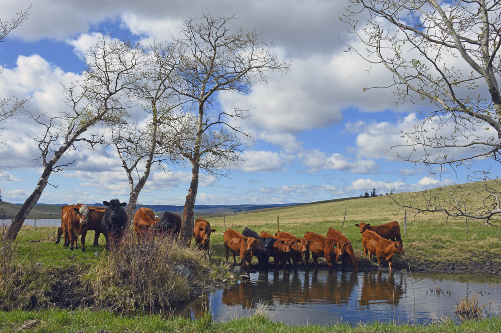 The Watering 