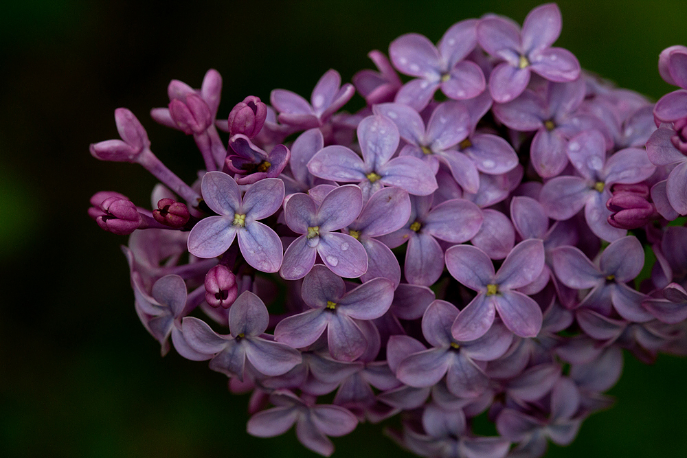 Lilac Blooms