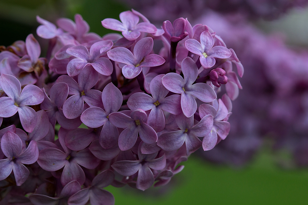Lilac Blooms 2