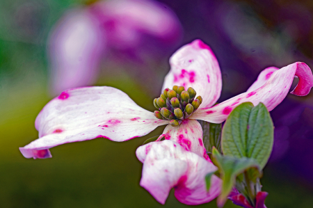 Dogwood Bloom