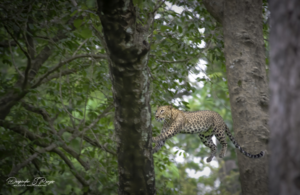 Flying Leopard !