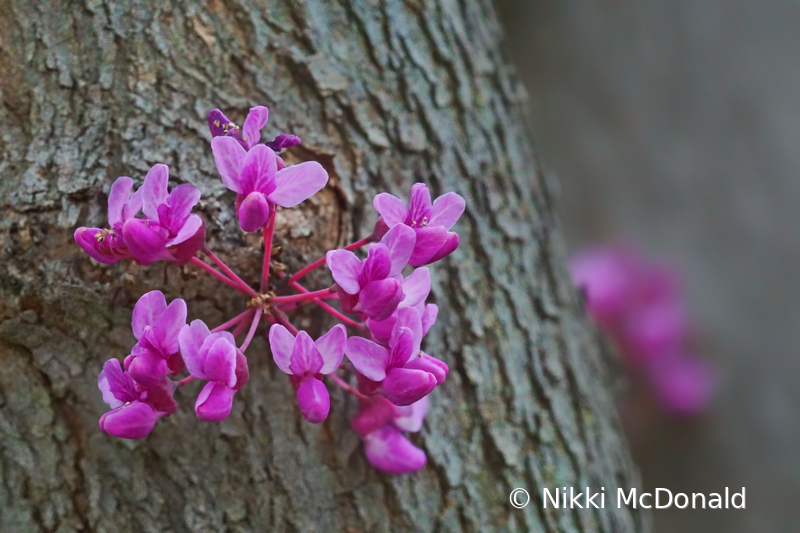 Redbud Budding