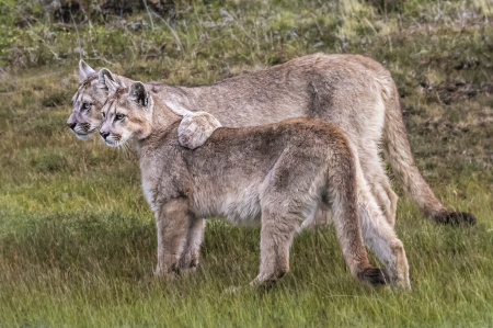 Puma Pals  