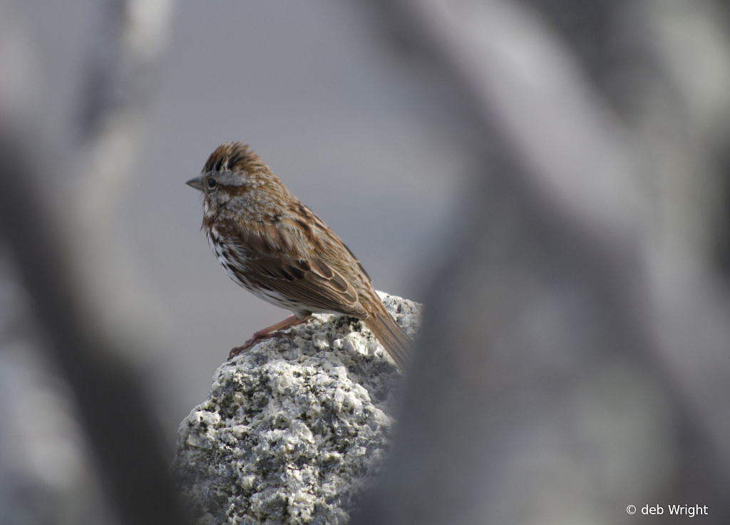 Looking over the River - ID: 15817033 © deb Wright