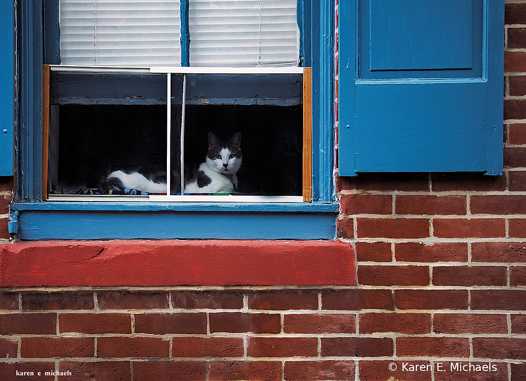 city cat - ID: 15817186 © Karen E. Michaels