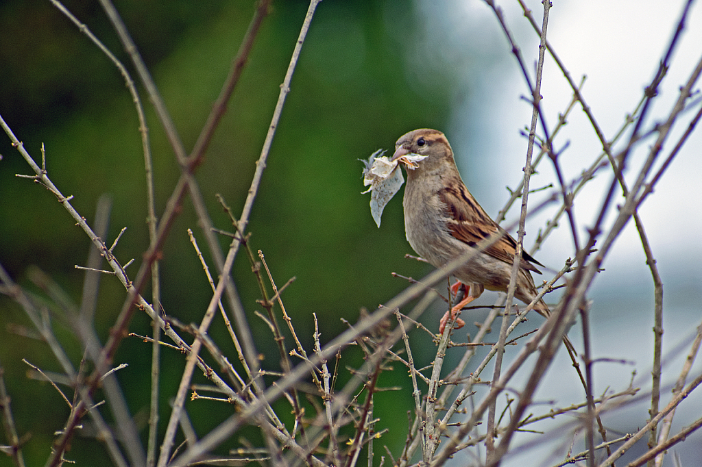 A Sparrow Gathers Nesting Material