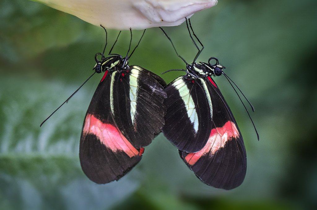 Butterfly Couple