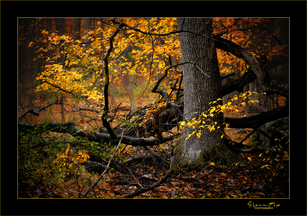 Autumn Wood