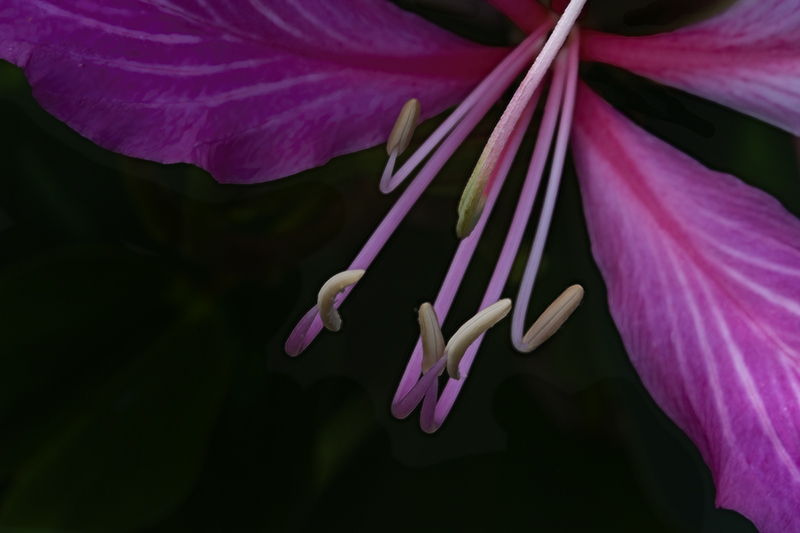 Hong Kong Orchid Flower