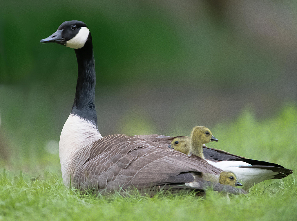 Mom and the Kids