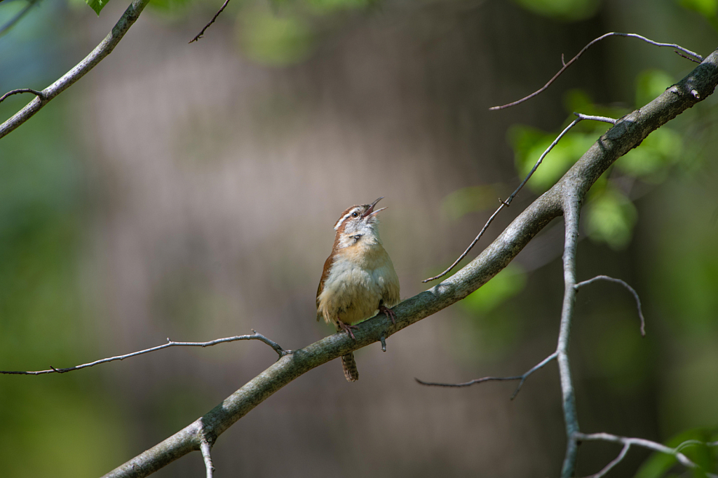 Carolina wren Singing in the Woods