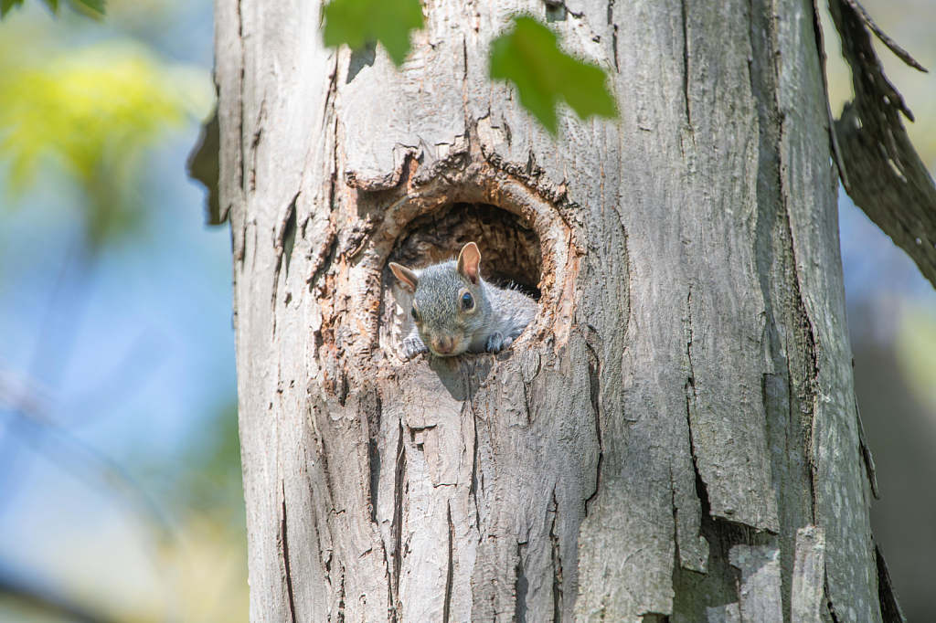 Baby Squirrel Checking out the World