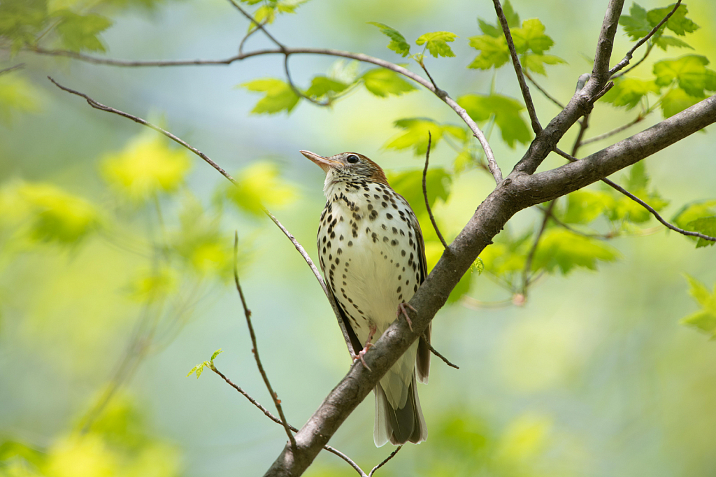 The Wood Thrush