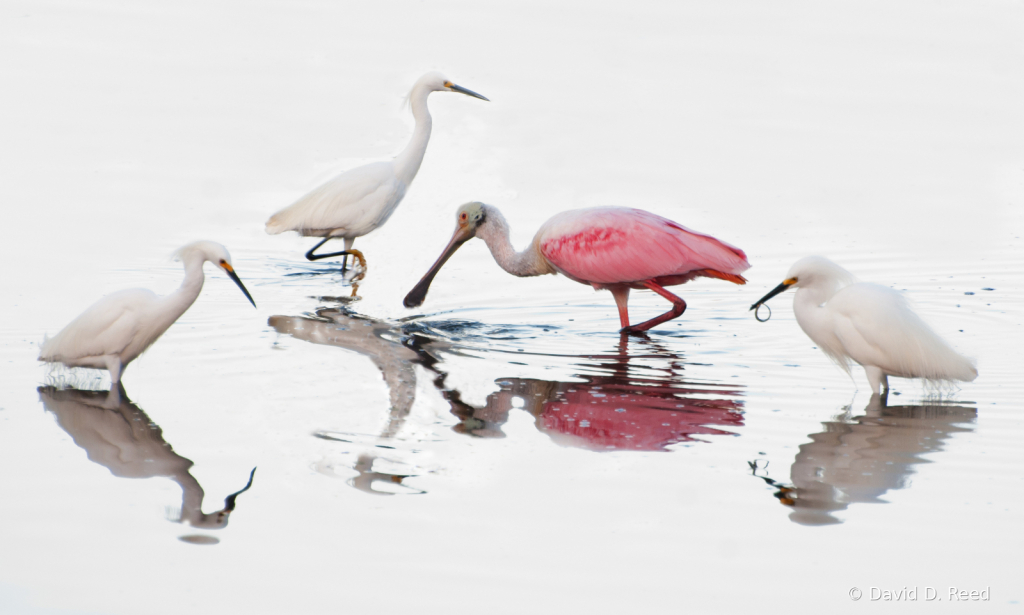 Spoonbill Crashes the Party - ID: 15817131 © David D. Reed