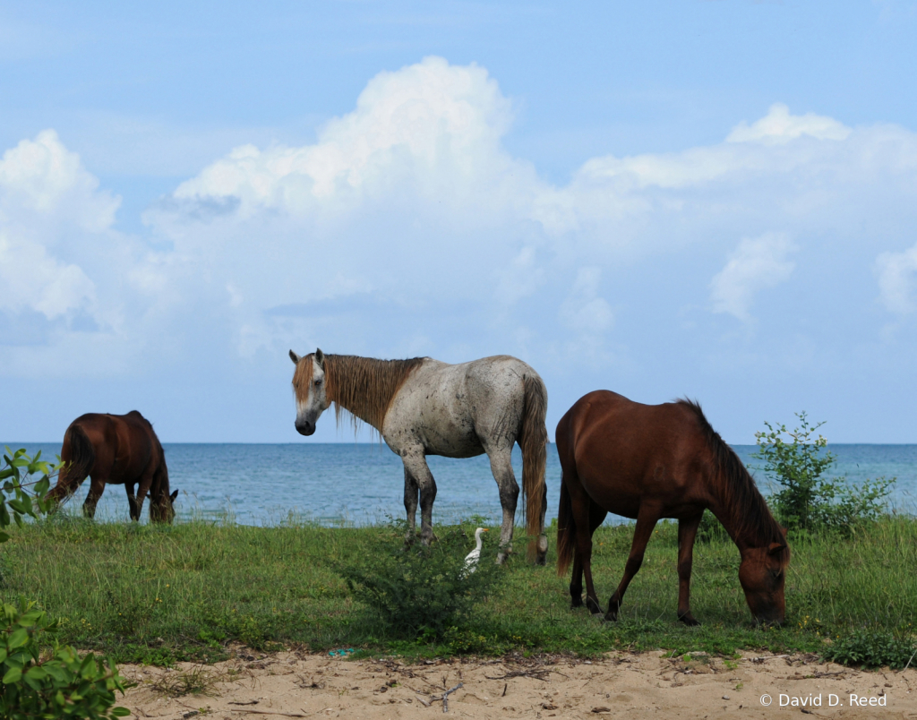 Wild Horses of Vieques, Puerto Rico - ID: 15817134 © David D. Reed