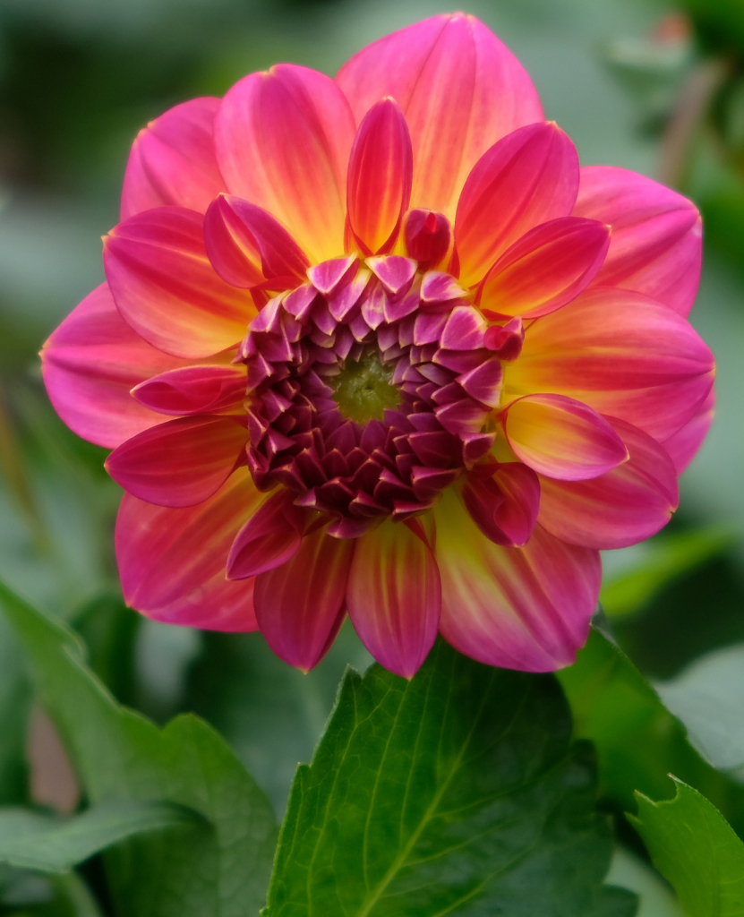  My Dahlia Daydream