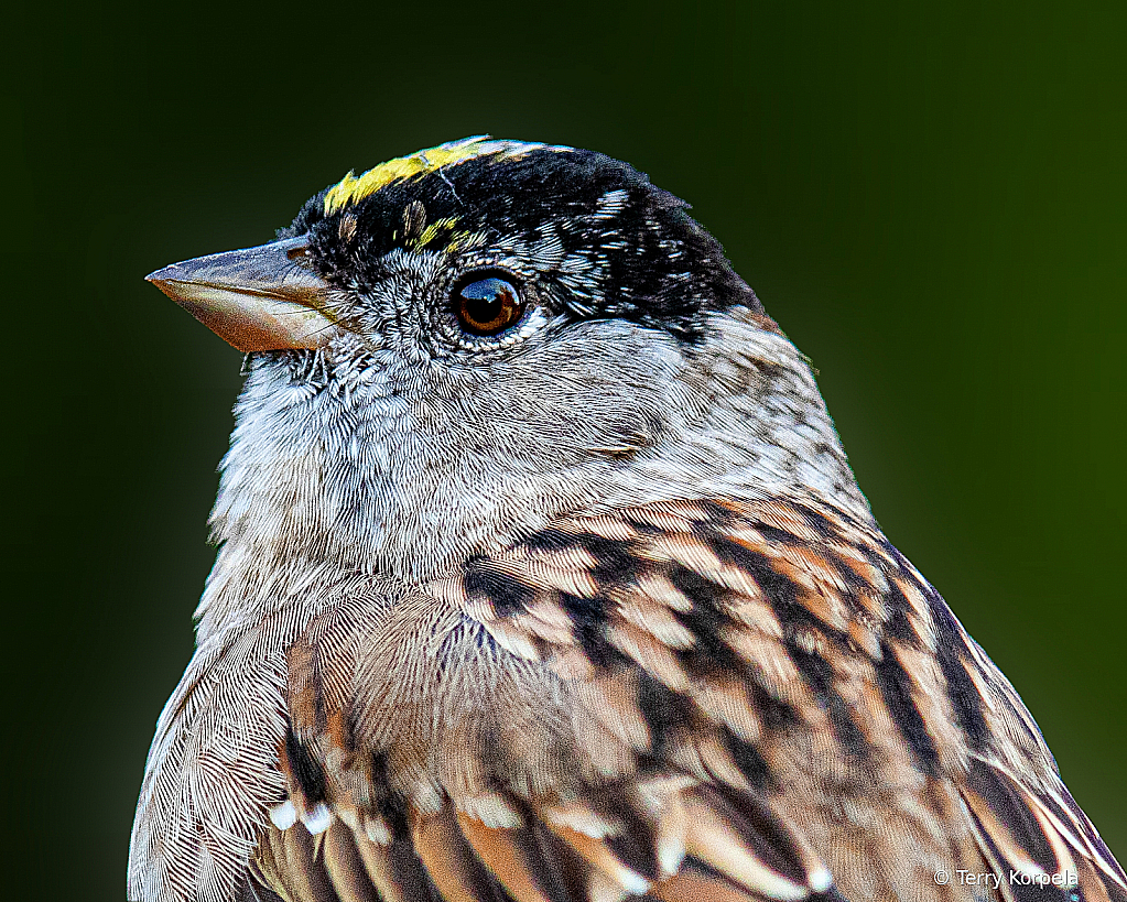 Golden-crowned Sparrow Head Shot - ID: 15817077 © Terry Korpela