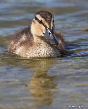 Duckling About 10 Days Old