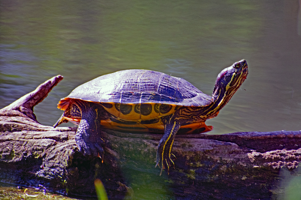 Painted Turtle Warming in the Sun