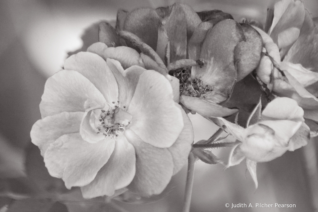 a cluster of wild roses.....