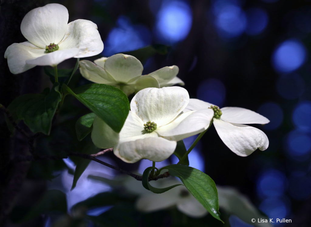 Dogwood Whites