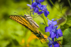 Tiger Swallowtail