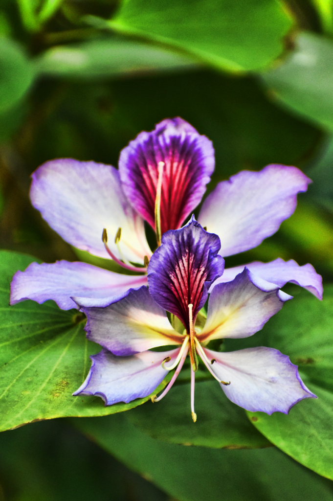 DELICATE FLOWERS