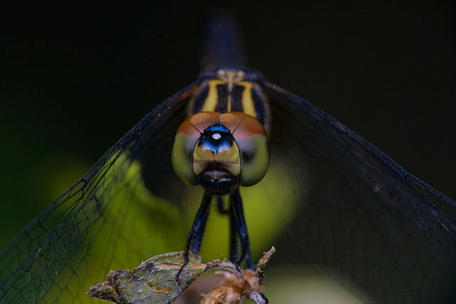 Dragonfly with colorful head