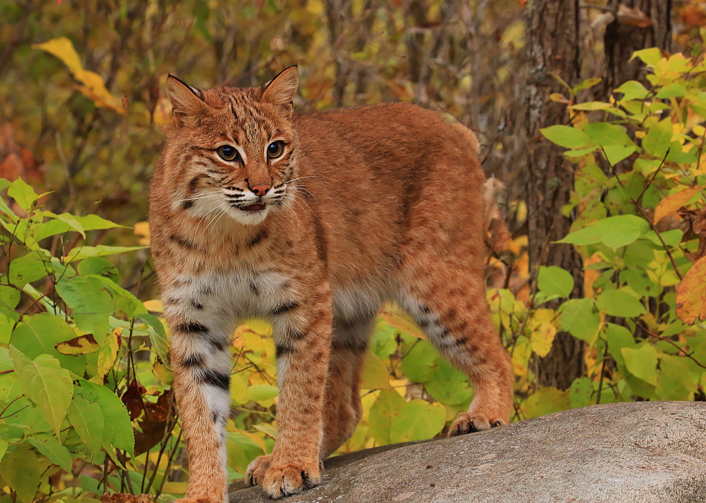 Bobcat