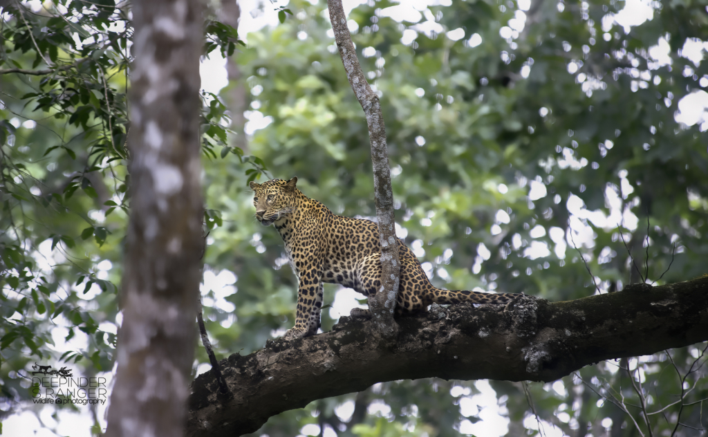 Kabini-2