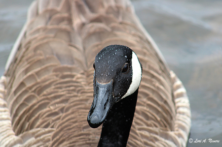 Canada Goose 6