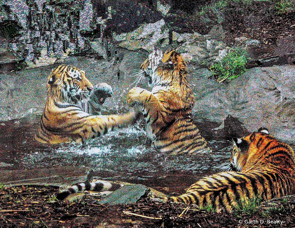 Zoo Cats at Play 