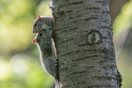 Squirrel Chin Rest