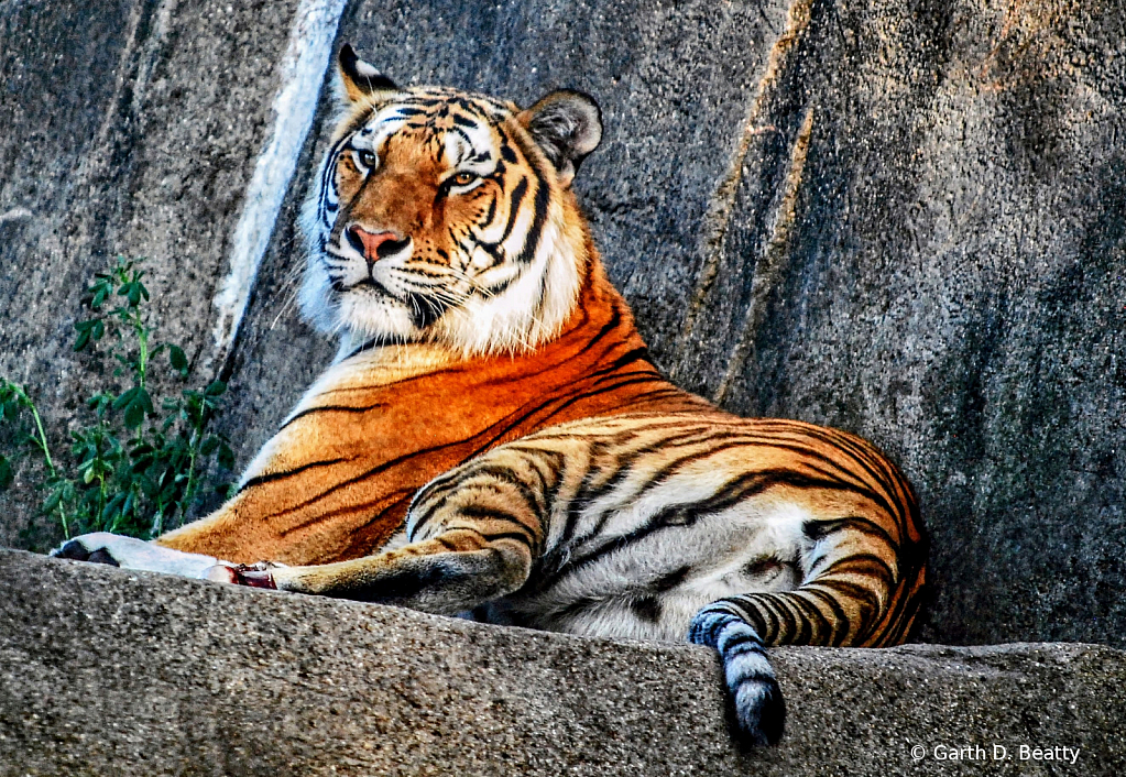 Tiger at the Toledo Zoo