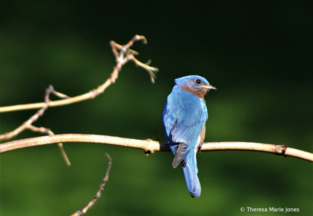 Male Bluebird - ID: 15817441 © Theresa Marie Jones