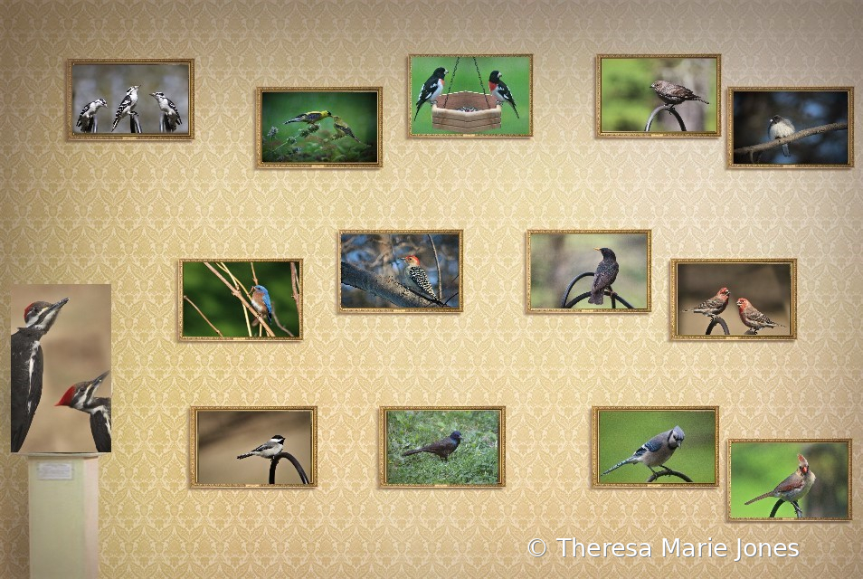 All my Birds - ID: 15817447 © Theresa Marie Jones