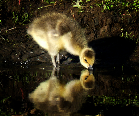 Double the Gosling