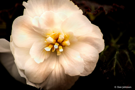 White Begonia 4-5-20 157