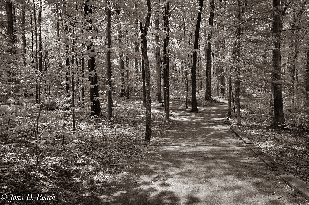 Enchanted Forest - ID: 15817468 © John D. Roach