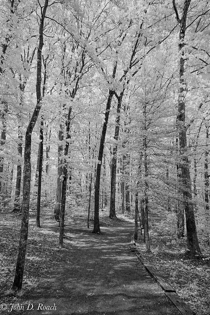 Into the Woods - ID: 15817469 © John D. Roach