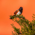 © Robert Hambley PhotoID # 15817474: Spotted Towhee