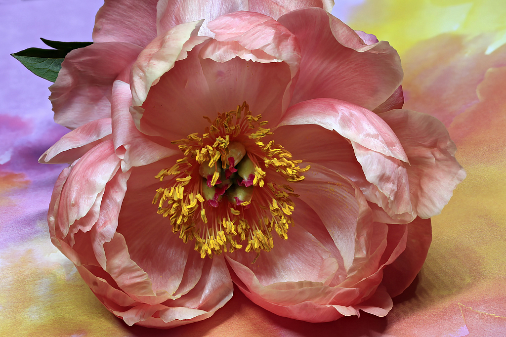 Coral Peony