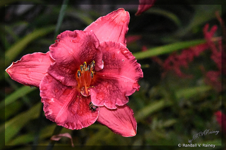 Red Fall Flower