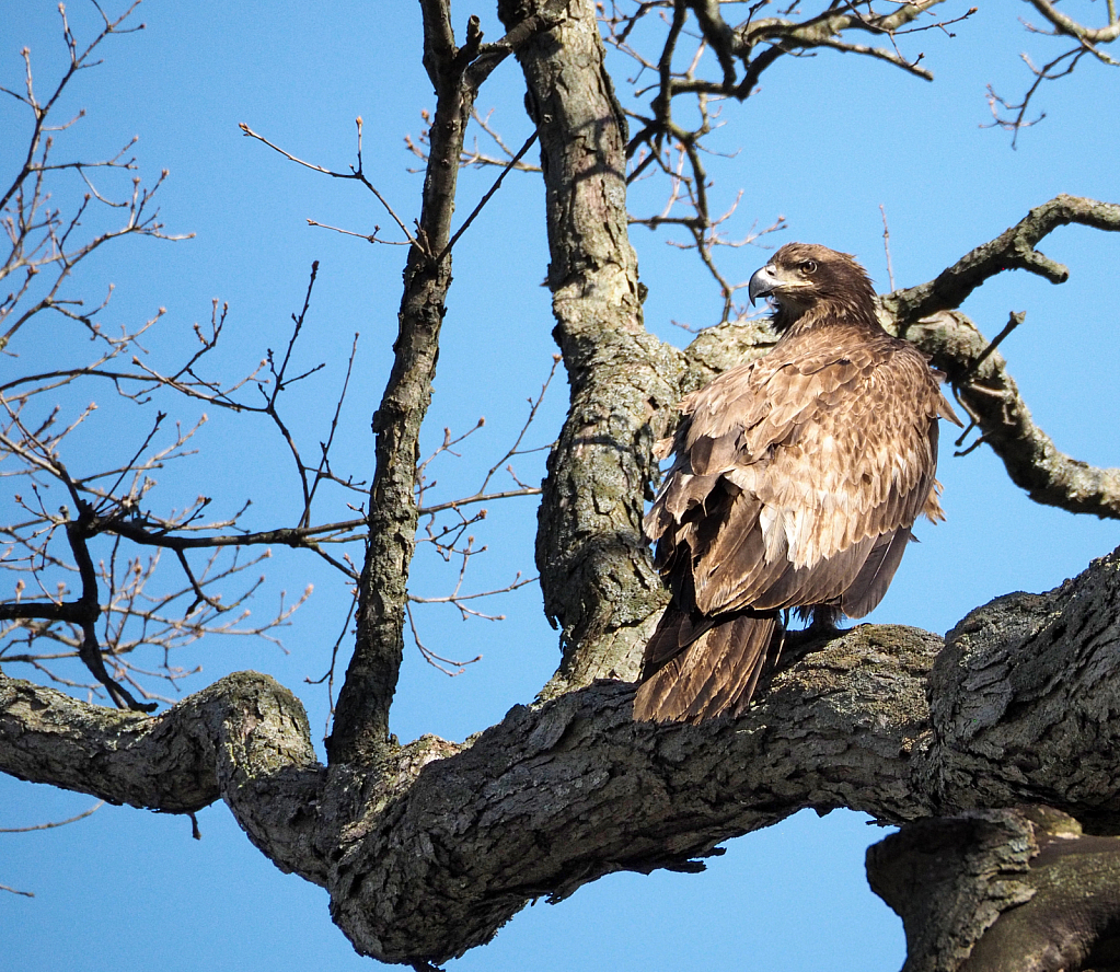 Immature Bald Eagle