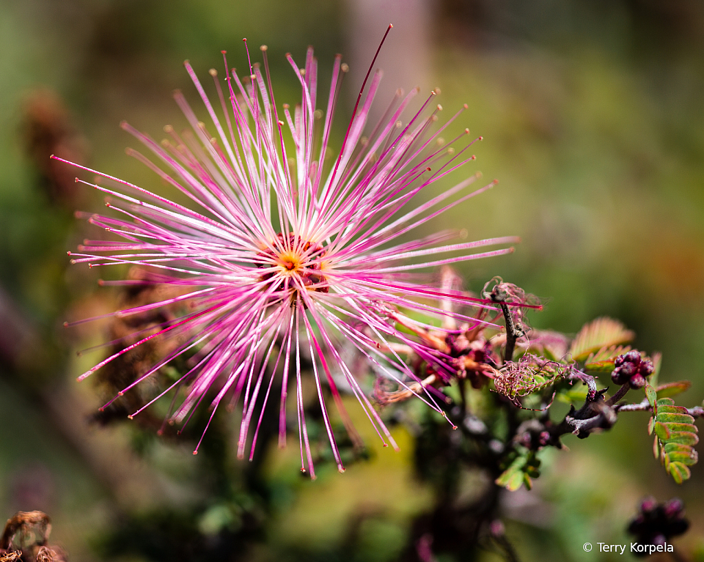 Berkeley Botanical Garden    - ID: 15817605 © Terry Korpela