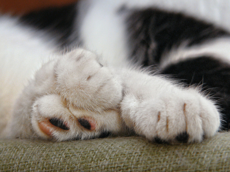 Feline paws from 
