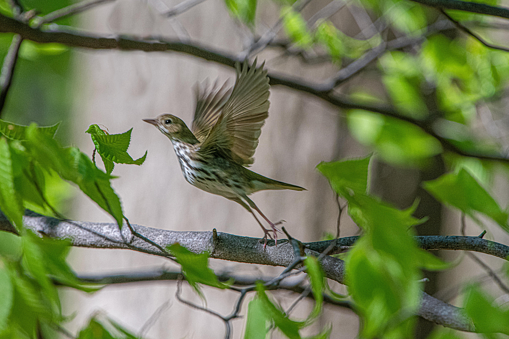 Oven Bird Take Off